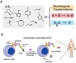 生物正交反应类型的多样化发展及其在抗体导向药物释放中的应用