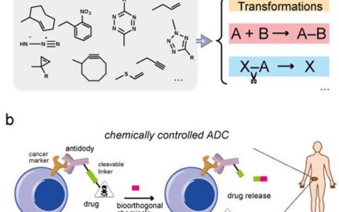 新型生物正交反应