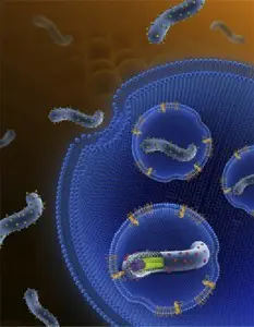 埃博拉病毒入侵细胞示意图