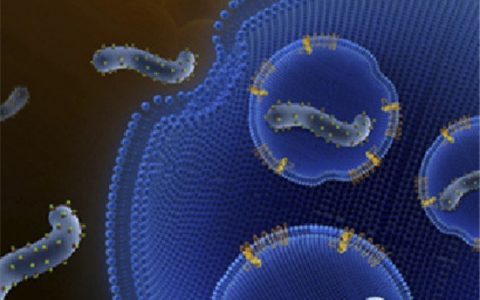 中国研究人员破解埃博拉病毒感染人体机制