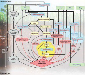 永久冻土带地上、地下生态过程响应气候暖化的机理示意图