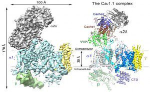 Cav1.1的电镜密度图(左)和整体结构模型(右)