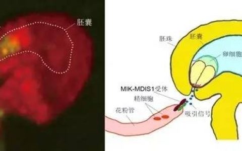科学家揭示植物雌雄识别的分子机制