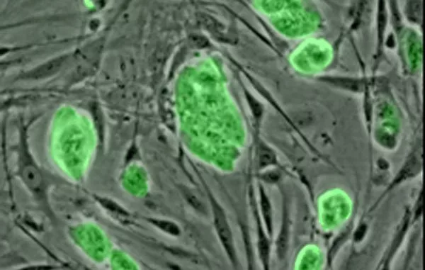 老鼠的胚胎干细胞