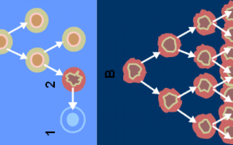 研究人员查明免疫细胞恶性转化机制