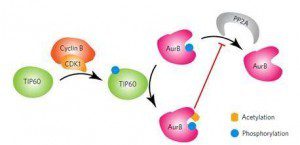 W020160203797363086086