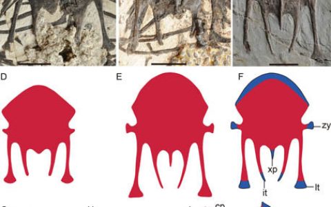 古喙鸟个体发育特征