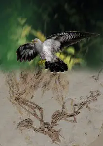  契氏鸟生态复原（史爱娟绘）和化石标本 