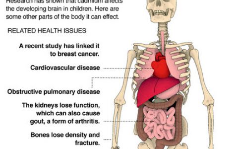 雷帕霉素控制镉中毒研究
