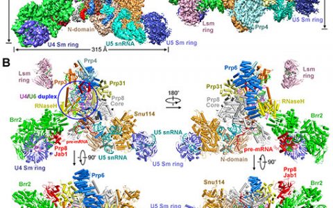 《科学》：剪接体组装过程重要复合物U4/U6.U5 tri-snRNP的三维结构