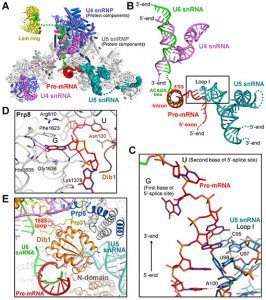 图2 pre-mRNA与tri-snRNP结合