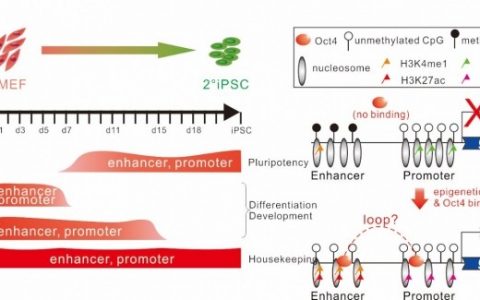 科学家研究体细胞重编程
