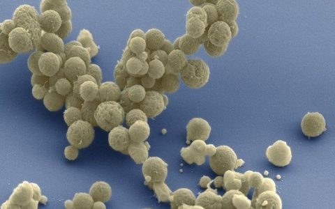 美科学家合成出迄今最简单生命形式