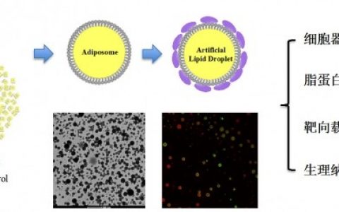 中国科学家构建并命名了脂肪体（Adiposome）及人工脂滴