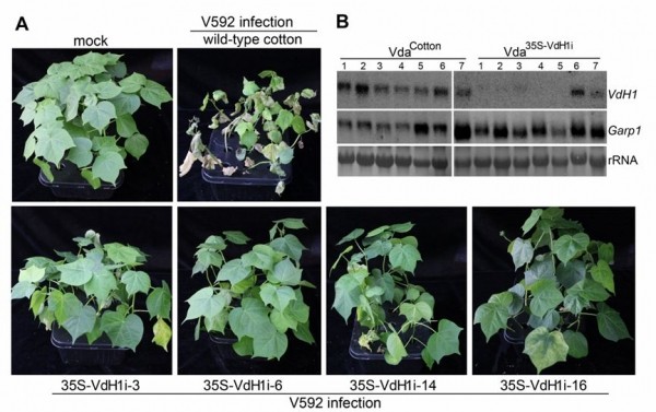 35S-VdH1i转基因棉花诱导大丽轮枝菌靶标基因沉默和抗性检测 (A)35S-VdH1i 转基因棉花不同株系表现出不同程度的抗黄萎病能力。(B)从转基因棉花分离的菌丝中靶标VdH1基因被诱导沉默