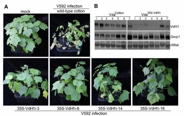 35S-VdH1i转基因棉花诱导大丽轮枝菌靶标基因沉默和抗性检测 （A）35S-VdH1i 转基因棉花不同株系表现出不同程度的抗黄萎病能力。（B）从转基因棉花分离的菌丝中靶标VdH1基因被诱导沉默