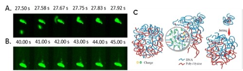 dsDNA与PLL形成的复合物微滴在电场下发生了(A)选择性吸附和融合,以及(B)释放小粒子的行为,(C)为机理图(Chem.Commun.,2015,51,1506)