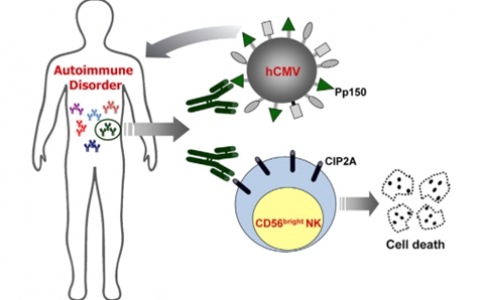 巨细胞病毒诱发自身免疫病发病机制