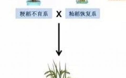 科学家提出高产优质超级杂交水稻设计育种新模型