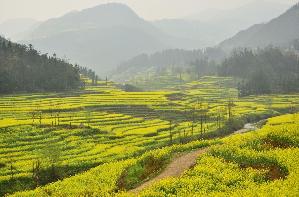 Canola_field_in_Luoping