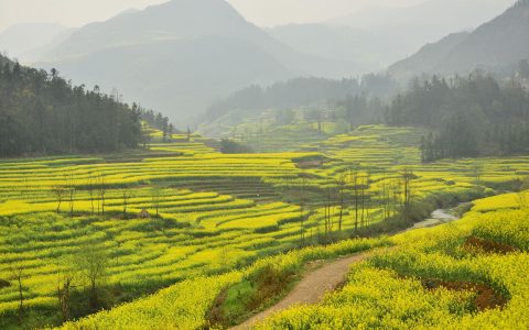 提高油菜硼含量