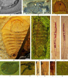 寒武纪晚期果乐生物群的主要组成分子(A为三叶虫的眼睛,B-G为节肢动物,J-L为软舌螺,M为藻类)