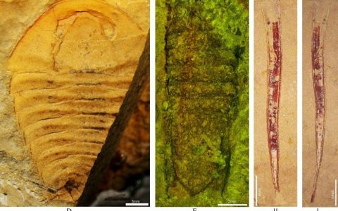 科学家在桂西地区发现寒武纪晚期果乐生物群