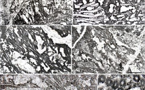 塔里木盆地发现奥陶纪最大的钙化蓝细菌化石生物群