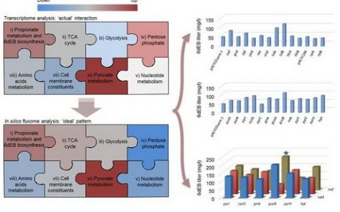 聚酮类化合物代谢模块适配优化取得突破研究