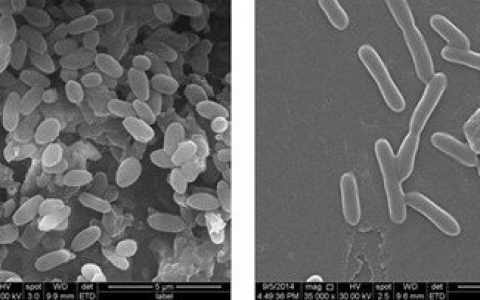 嗜盐碱放线菌分类