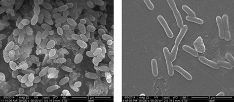 菌株EGI 80759的电镜照片,左为脱盐前细胞,右为脱盐后细胞