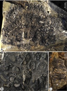 W020160316612829994140