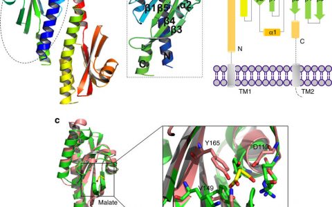研究发现金黄色葡萄球菌WalKR信号传导关键性残基