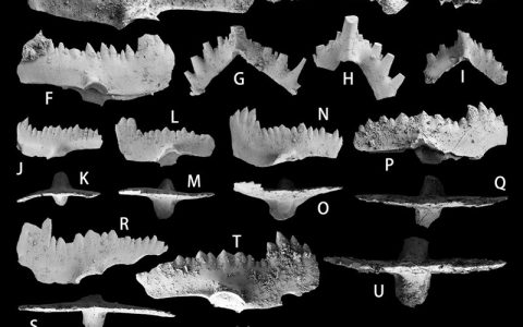 华南早泥盆世埃姆斯期牙形刺研究取得新进展