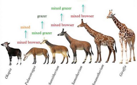 古代的长颈鹿吃什么