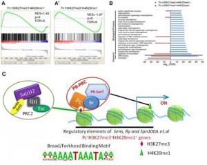 Polycomb选择性的正向调控Pc+H3K27me3+H4K20me1+ 基因转录