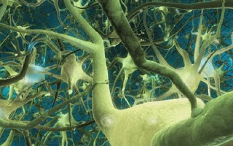 坏了的中枢神经系统可以恢复