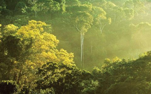 为什么干旱季节热带雨林光合作用强