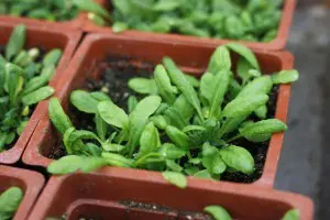 1920px-Arabidopsis_Thaliana_planted_in_Laboratory