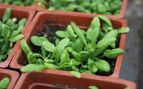 重复基因表达分化的分子机制