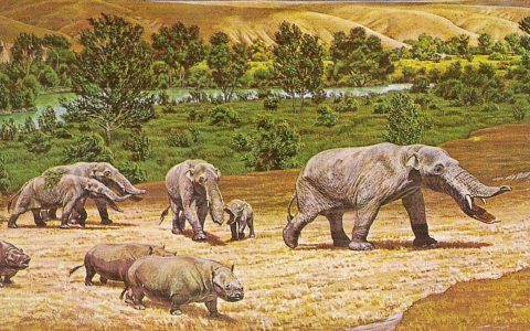 中国西部发现柱铲齿象