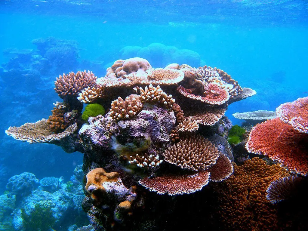 人类活动加速南海珊瑚死亡
