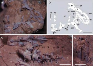 窃蛋龙胚胎化石放大图