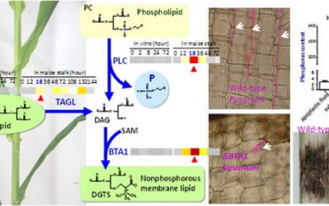 科学家获得侵染玉米茎杆中禾谷镰孢菌的深度表达谱