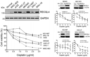 RECQL4表达水平与胃癌细胞对顺铂的耐药性正相关（左），在胃癌细胞中改变RECQL4的表达水平影响其对顺铂的耐药性（右）