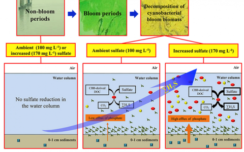 太湖中硫酸盐可导致水体富营养化