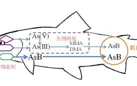中国科学家揭示草食性和肉食性海洋鱼类对砷富集差异性的机制