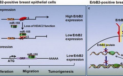 miR-155在ErbB2-介导乳腺上皮细胞恶性转化中的新功能