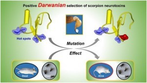 蝎毒素:从达尔文选择到杀虫剂先导