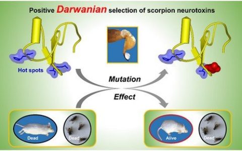 阳性达尔文选择的热点残基物种选择性进化？